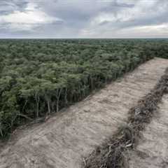 Milei’s budget cuts fuel deforestation fears in Argentina’s Chaco
