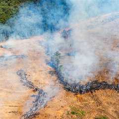 Australia’s Nature Laws Are Finally Up for Reform. But Will They Be Strong Enough to Protect What..