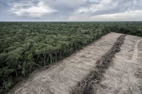 Milei’s budget cuts fuel deforestation fears in Argentina’s Chaco