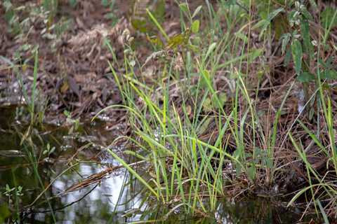 The Power of Community Input in Shaping Public Policies in Orange County, Florida
