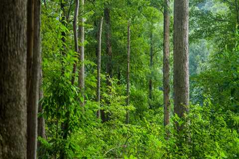 Sustainable Celebrations in Central Kentucky