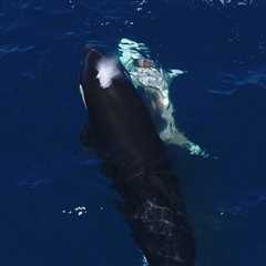 Orcas Feast on Great White Shark’s Liver in Stunning Video