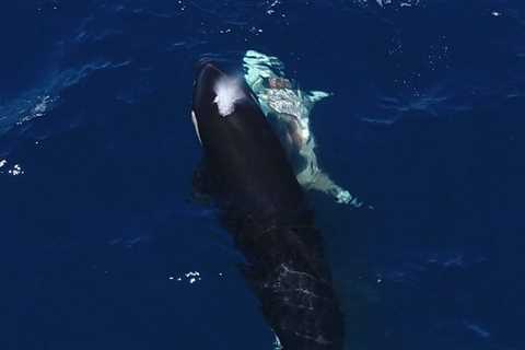 Orcas Feast on Great White Shark’s Liver in Stunning Video