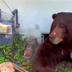 WATCH: Massive Bear Is Finally Dislodged From Under California House – With Shots of Paintball!