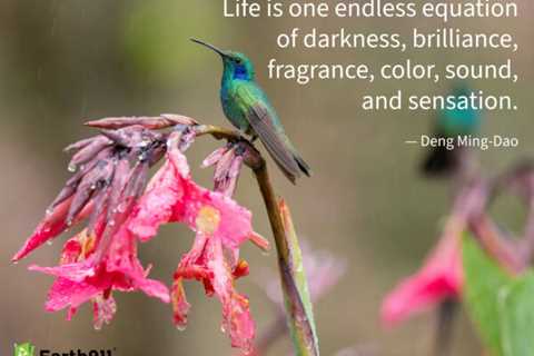 Earth911 Inspiration: Life Is An Endless Equation