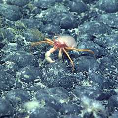 UK government faces legal challenge over deep sea mining permits to “opaque” firm