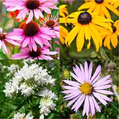 Plant a Pollinator Garden To Support Butterflies, Bees, & Birds