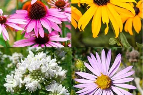 Plant a Pollinator Garden To Support Butterflies, Bees, & Birds