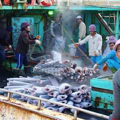 New Investigation Reveals Forced Labour Tied to Tuna Sold in Australia