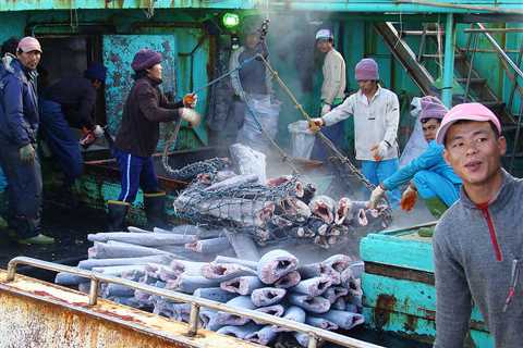 New Investigation Reveals Forced Labour Tied to Tuna Sold in Australia