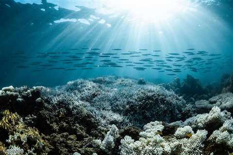 Global Ocean Treaty: Australia Ratifies