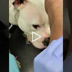 Can’t trim your dog’s nails? This expert shows you how it’s done, even with a watchful pup.