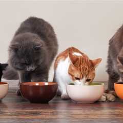 How Safe Are Secondhand Used Pet Supplies?